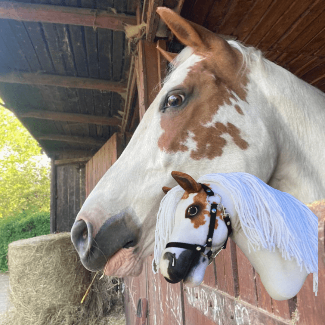 White and chestnut paint horse looking out of a wooden stable over its matching Hobby Horse with a white fringed mane