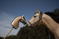 Black häst i lädergrimma mule mot mule med sin apelkastade kopia som käpphäst med svart man, under en blå himmel