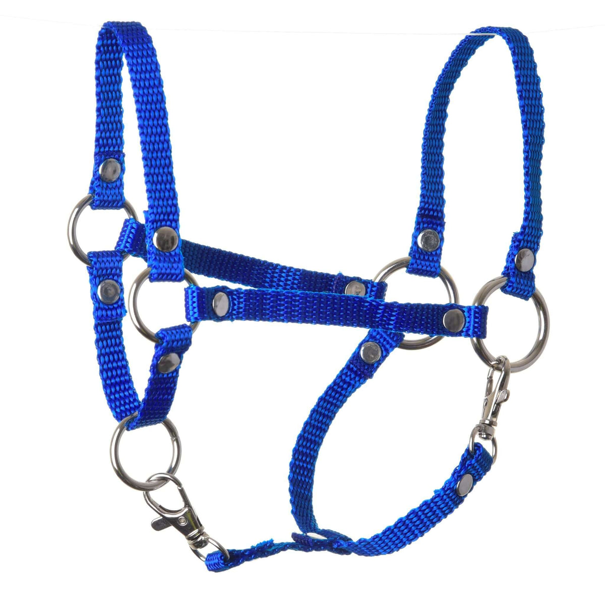 Hobby Horse Halter blue by LarDen made of royal blue webbing with silver rings, rivets and two snap hooks